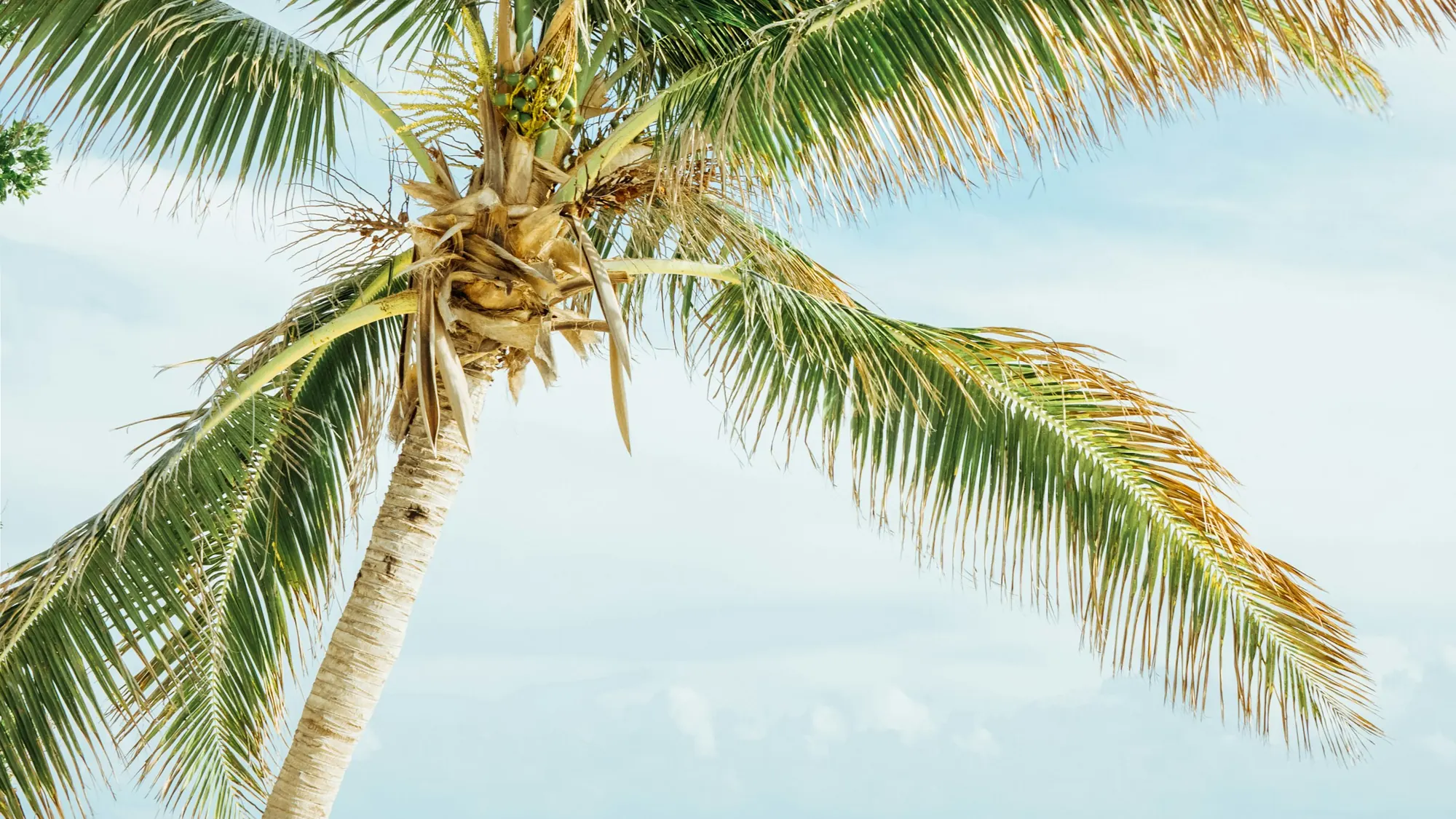 Palm tree over a quiet beach