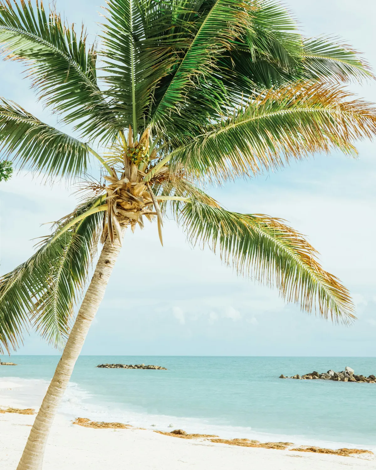 Palm tree leaning over a quiet beach